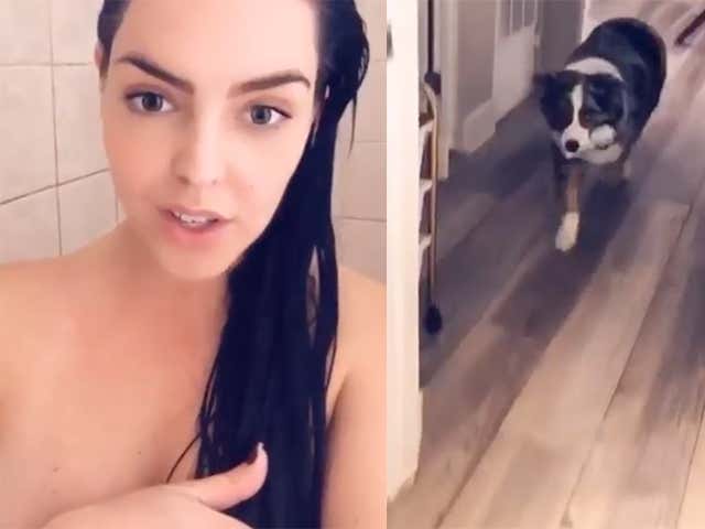 True Talent: Good Boy Fetches Hard Seltzer For Owner While She Takes Shower