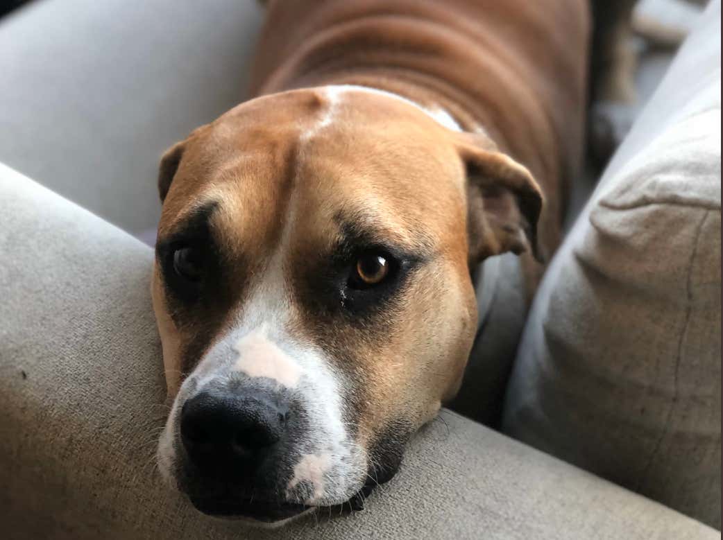 Barstool Sports Dogs Of The Week 11/8 Barstool Sports