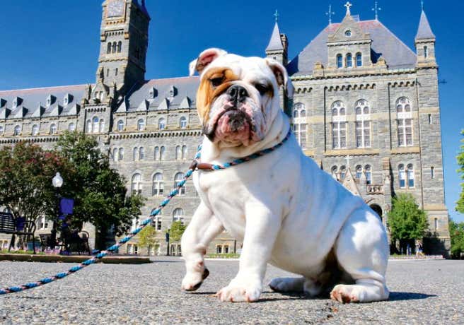 Introducing Baby Jack Georgetown S Newest Bulldog Puppy Mascot And The Britney Spears On Campus Barstool Sports