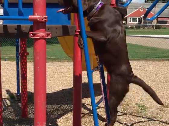 The Dog Park Is Evolving