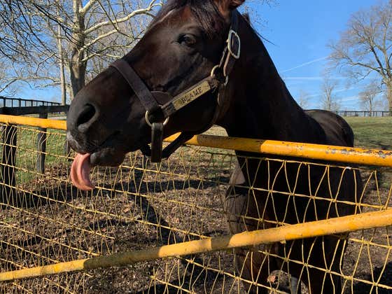 BlackJack and Lo Duca Have Pick Fives All Over The Place On A Huge Racing Day
