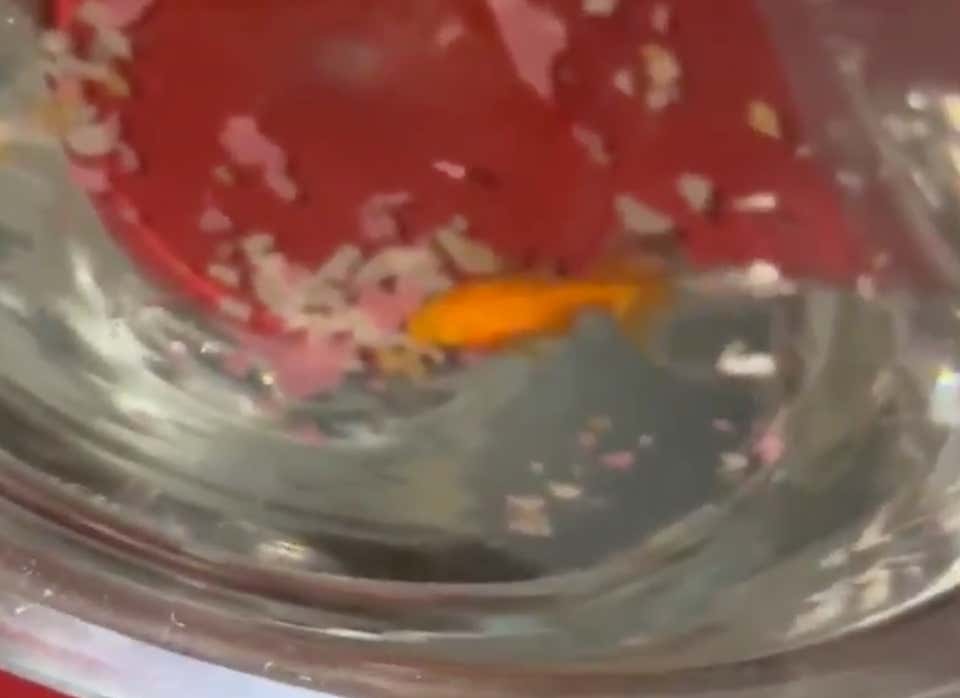 I Can't Win With Randolph