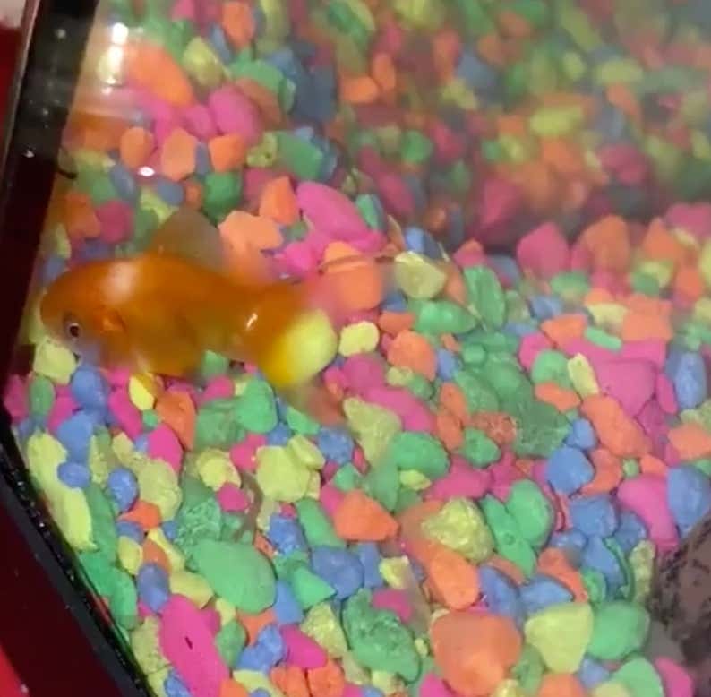 Good Morning From Randolph The Fish