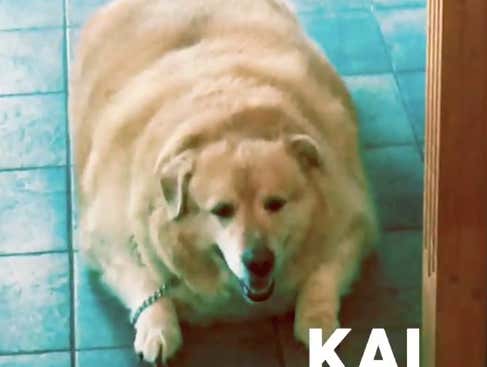 This Video Of The World's Fattest Dog Losing 100lbs Is Currently My Favorite Thing On The Internet
