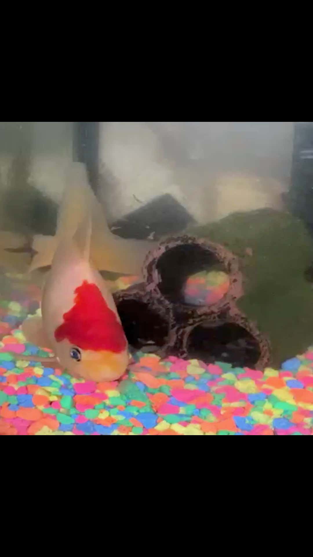 Emergency Press Conference - Mortimer Tried to Eat Randolph.  Then Mortimer Died