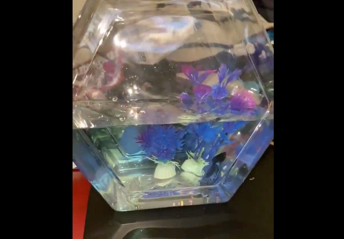 Fish Dad of the Year Update