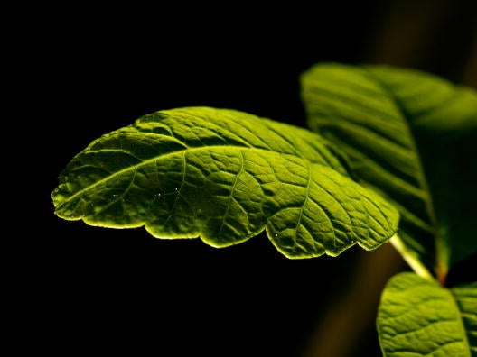 Watch This When You're High - Scientists Confirmed Plants Can Talk To Each Other