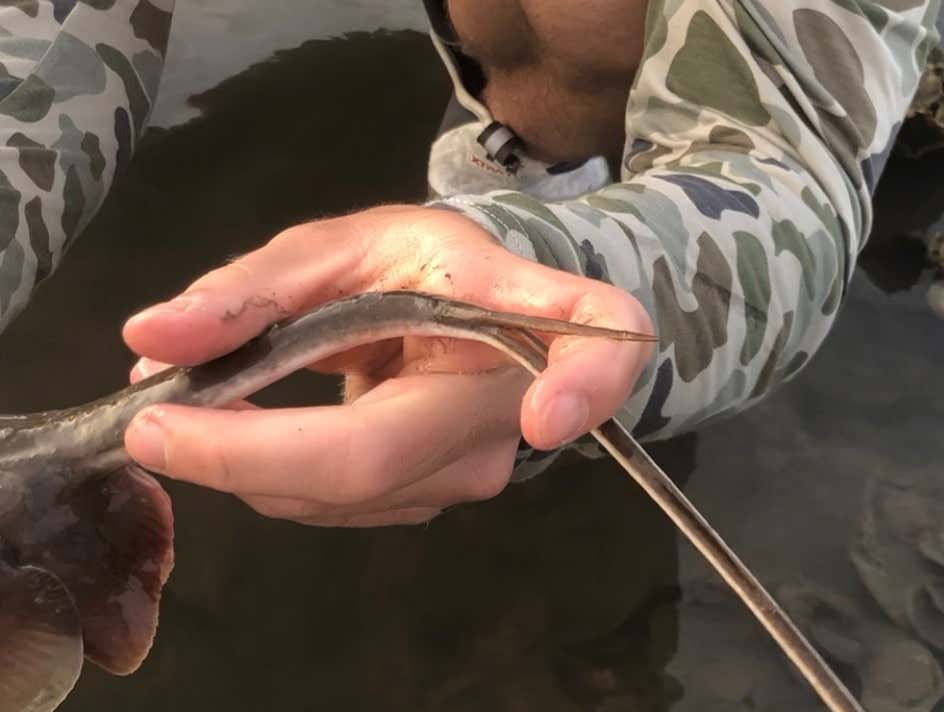 How Does A Stingray Actually "Sting" You? Barstool Sports