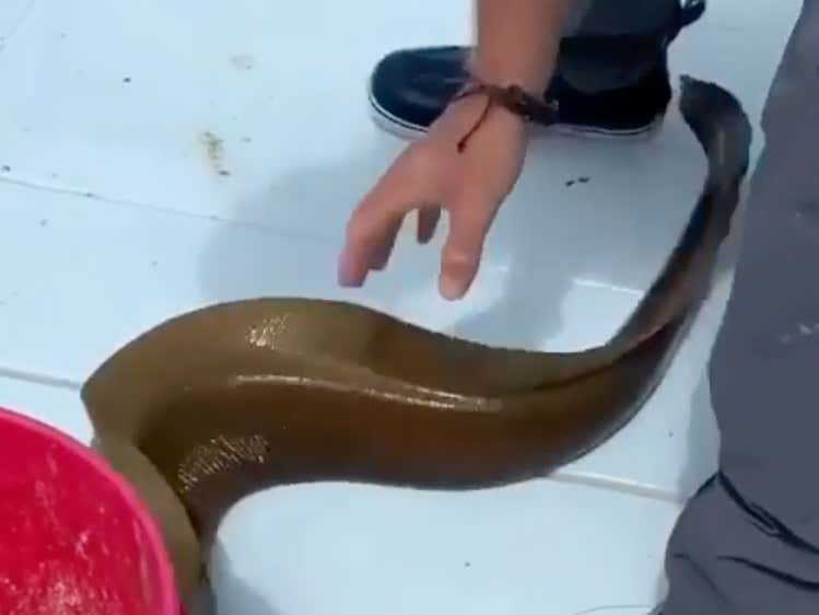 How Does A Moray Eel Actually Bite You? Barstool Sports