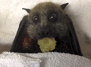 Full List Of NYC Chinese Restaurants Still Serving Bat (NSFW)