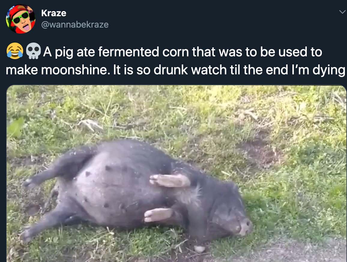 MUST WATCH This Is The Drunkest Pig I've Ever Seen In My Life