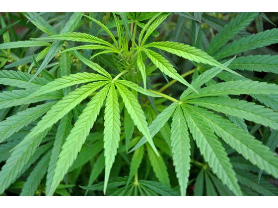 The White House Is Reviewing CBD And Marijuana Research. Here's My Own Research Into What Type Of Green Is Best