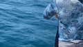 This Is The Strongest Fishing Pole In The History Of Fishing Poles