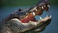 Hard Factor 5/26: Biden's Breakfast Club, Kentucky Gone Wild, and Hitler's Alligator Dies