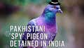 Hard Factor 5/28: Trump vs. Biden Mask Wars, Indian Authorities Detain Pakistani Pigeon Spy, Minnesota Racists
