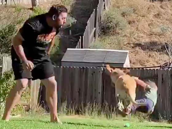 Good Boy Polamalu With The PERFECT Safety Blitz