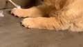 “I Will Defeat You Door Stopper”