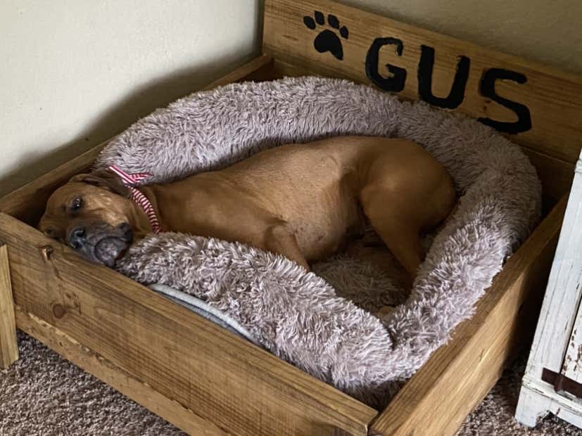 DIY Goofin: DOG BED FINISHED!
