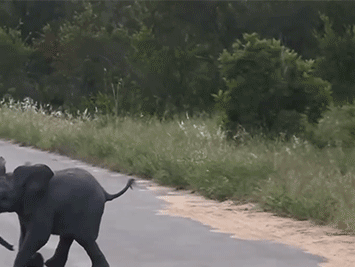 Sign Of The Apocalypse In 2020 #2124152: Elephants Are Just Dropping Dead All Over Africa