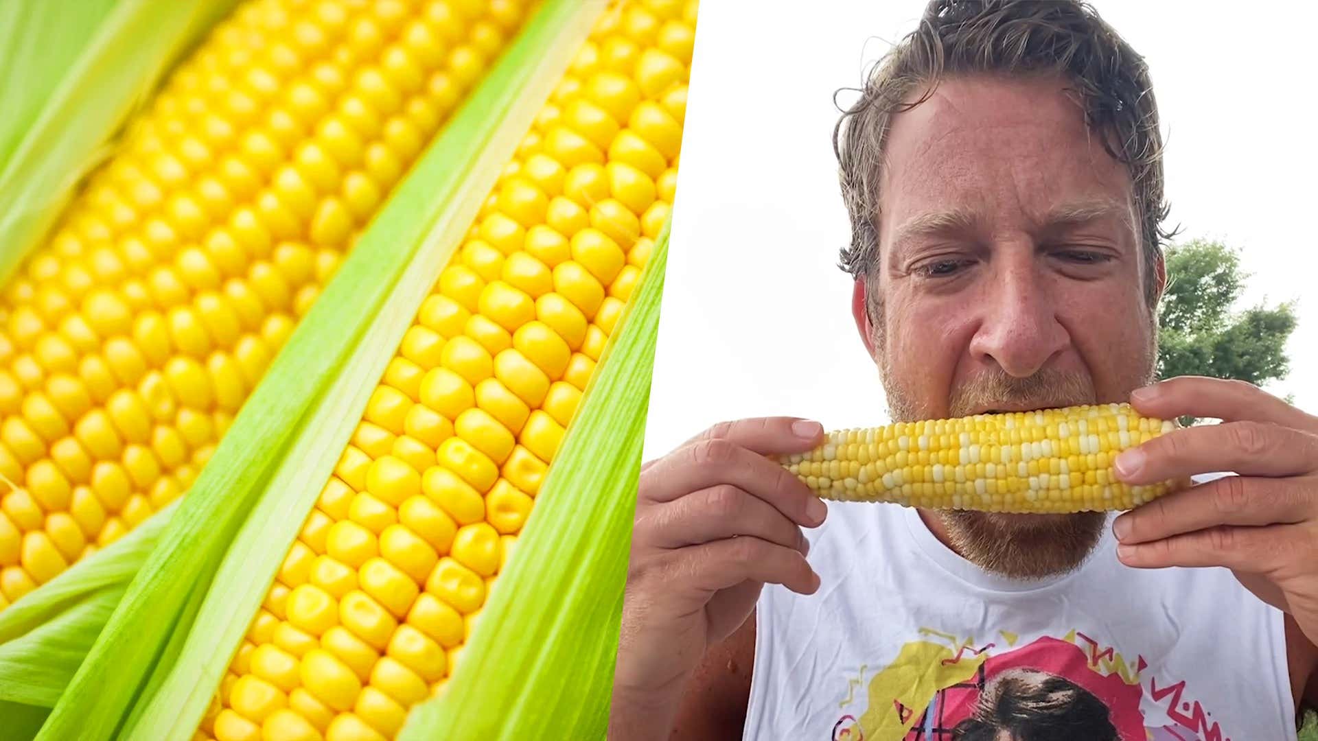 Barstool Corn Review - Sweeter Corn (Markle, IN)
