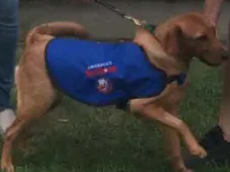 America’s Vets Dog Stops By My House To Spread Awareness