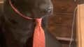 Step Into My Pawffice