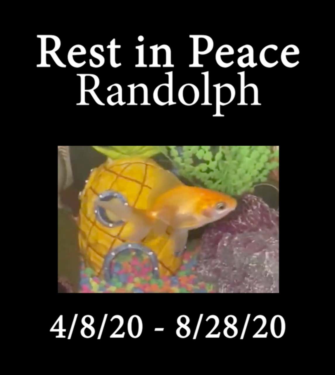 RIP Randolph (4/8/20 - 8/28/20)