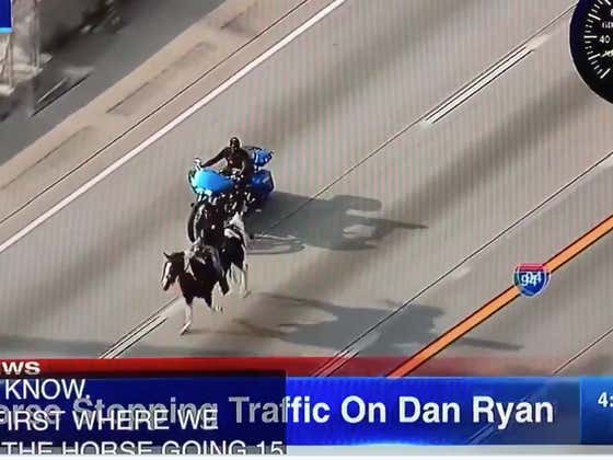 BREAKING: There's A Dude Riding A Horse On The Dan Ryan