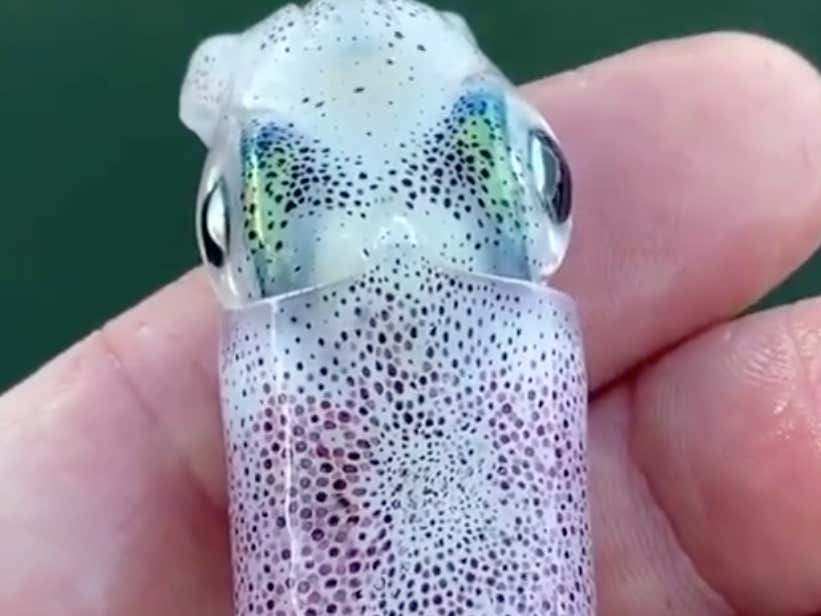 This Squid Video Is Drugs In Visual Form | Barstool Sports