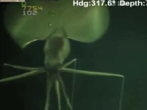 Wake Up With This ABSURD Magnipinna Squid