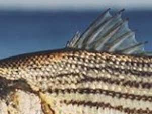 Guess That Bass