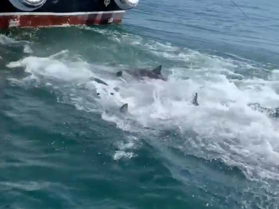 Holy SHIT! Do Not Fall In The Water Behind This Shrimp Boat