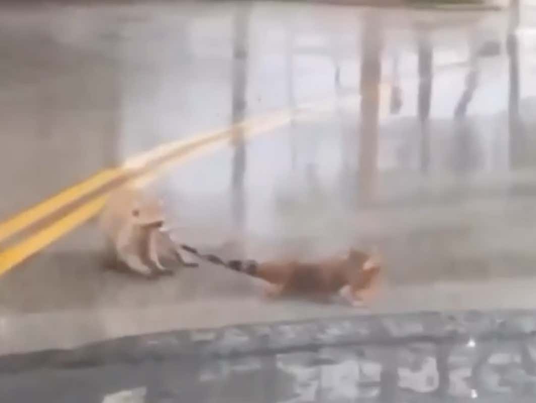 HoHum! Just A Trash Panda Dragging An Iguana Across The Street