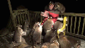 The Raccoon Whisperer is the Most Wholesome Man Alive