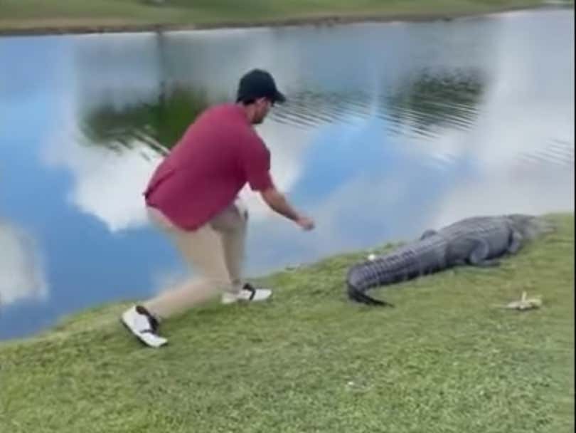 Florida Golfer Is Incredibly Lucky This Wasn't The Same Alligator That