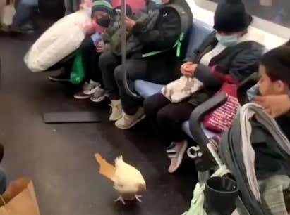 No Better Way To Start The New Year In New York Than Watching A Chicken Shit All Over Your Subway Car