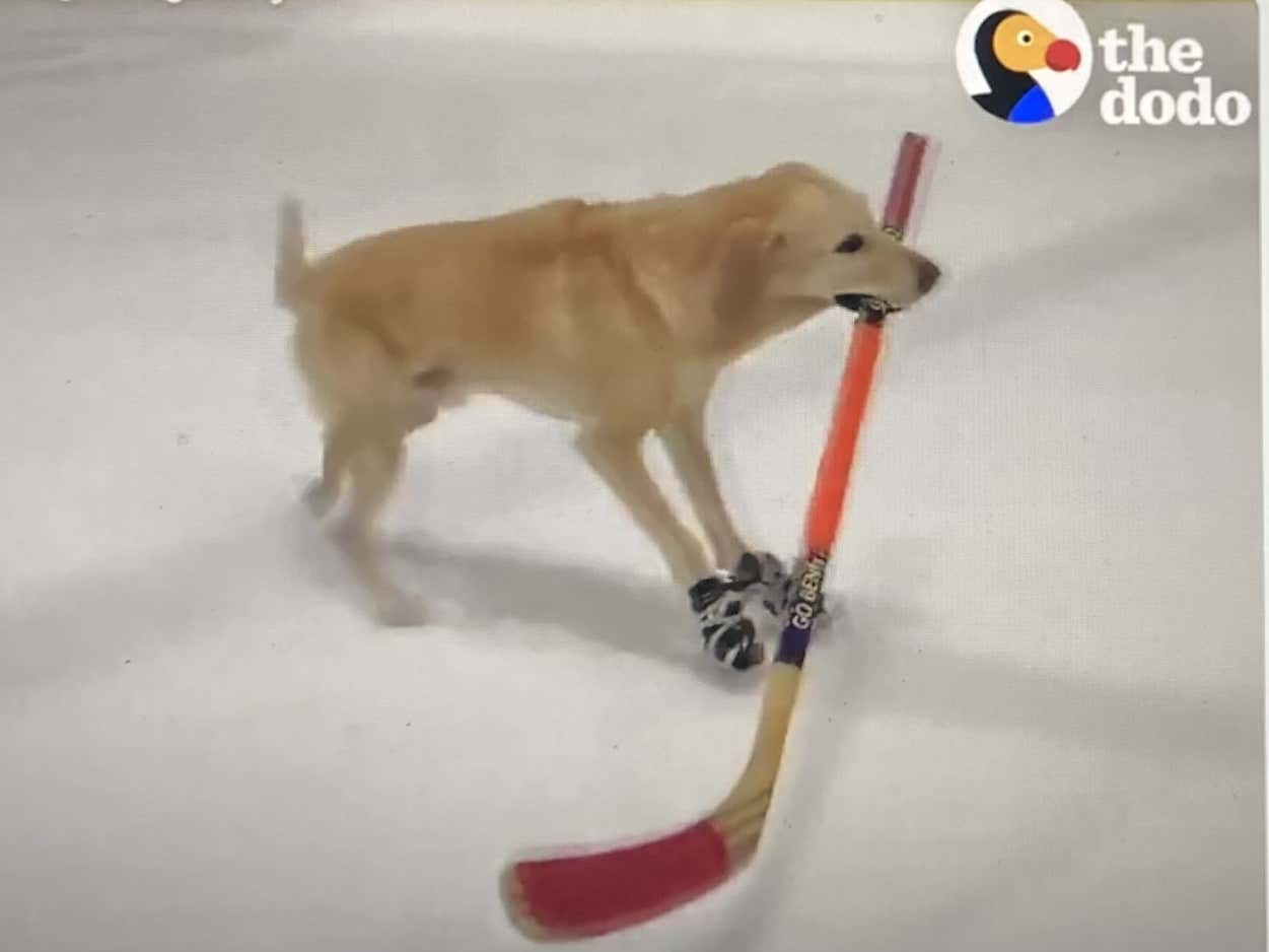 Benny The IceSkating Dog Returning To The Rink Is The Best Video You