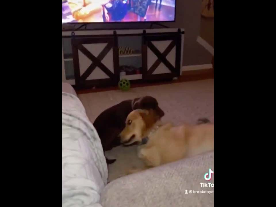 This Chocolate Lab Puppy Is A Monster That Must Be Stopped