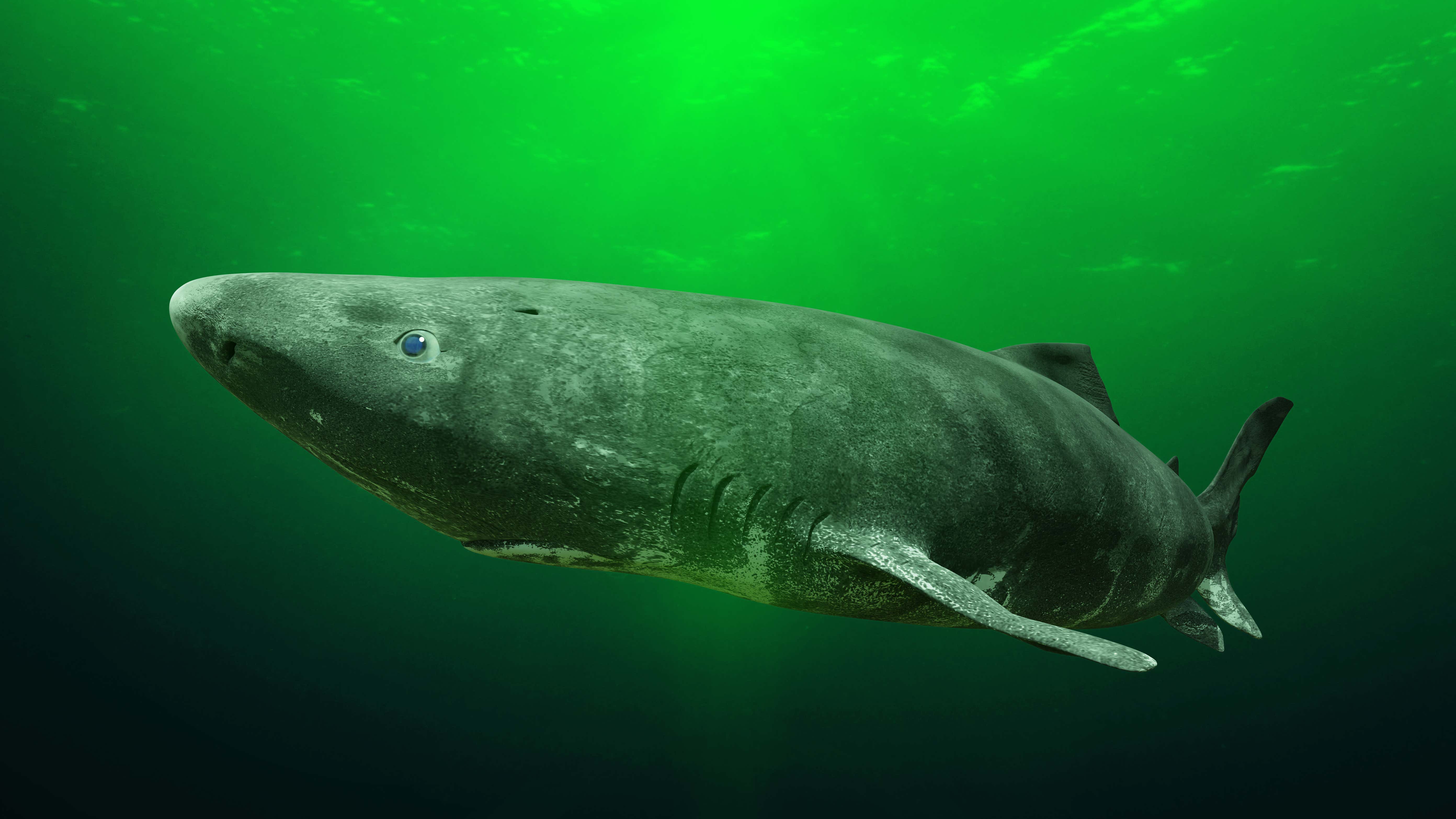 Watch This When You're High - The Greenland Shark Can Live To Be More Than 400 Years Old