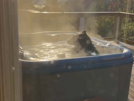 This Black Bear Taking A Quick Dip In This Dude's Hot Tub Is The Purest Of Vibes