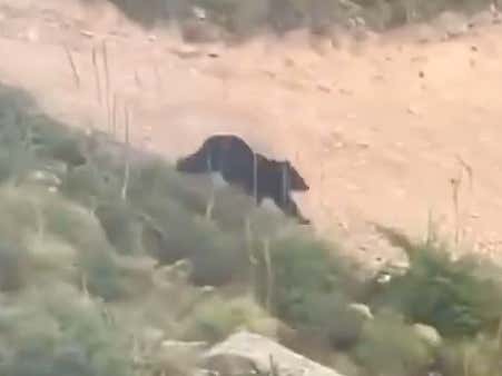 Wild Video Of A Bear Chasing (and almost catching) A Mountain Biker Riding Down A Trail