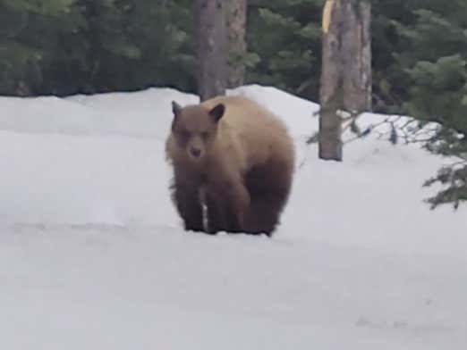 We've Got ANOTHER Video Of A Guy Being Stalked By A Hungry Bear And This One Is Scarier Than The First