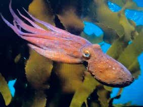Best Documentary Nominee MY OCTOPUS TEACHER Is A Fantastic Watch