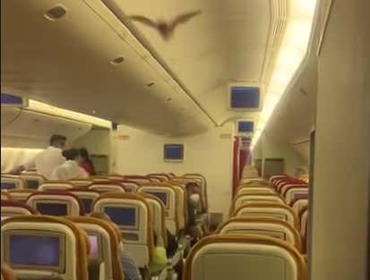 An Air India Flight Bound For Newark Was Forced To Turn Around And Land In New Delhi Because There Was A Bat Flying Loose In Business Class