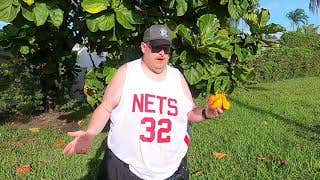 Frank's Fruit Test: Mango