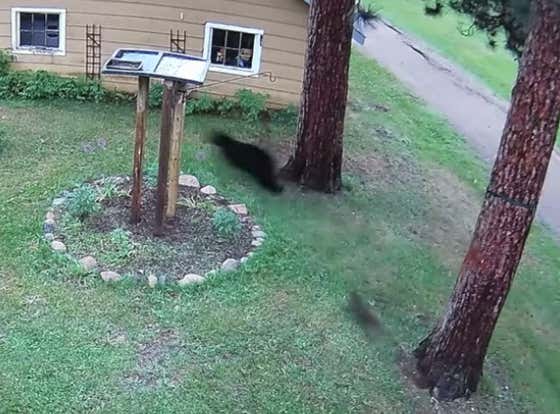A Yorkie Dog Vs. A Black Bear - Who Ya Got?