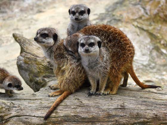 Apparently, Meerkats In Zoos Are Real Dickheads And Don't Bother With "Social Niceties"