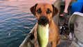 Throwing Out Jugs, Catching Big Bass, & Most Importantly Hanging Out With My Dog