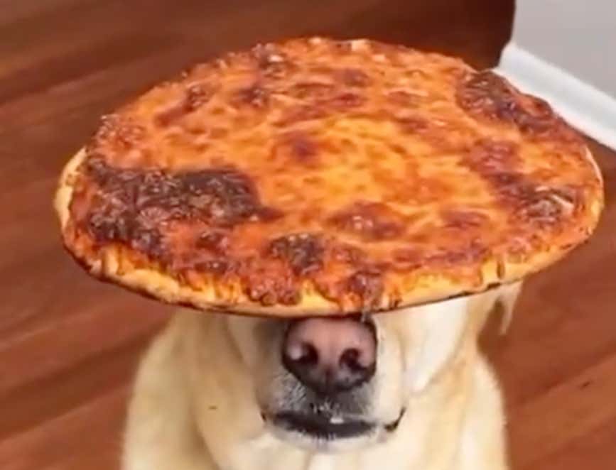 One Bite Frozen Pizza Review Dexter The Balancing Dog Barstool Sports