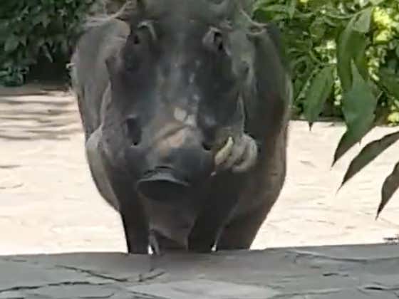 Video: The World Is At War With Wild Hogs